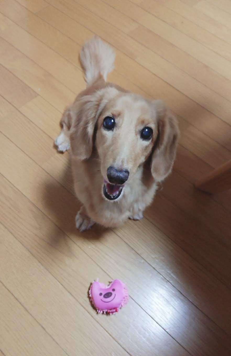 【画像】ペット自慢をして欲しい【画像は虫以外※ごめんなさい】