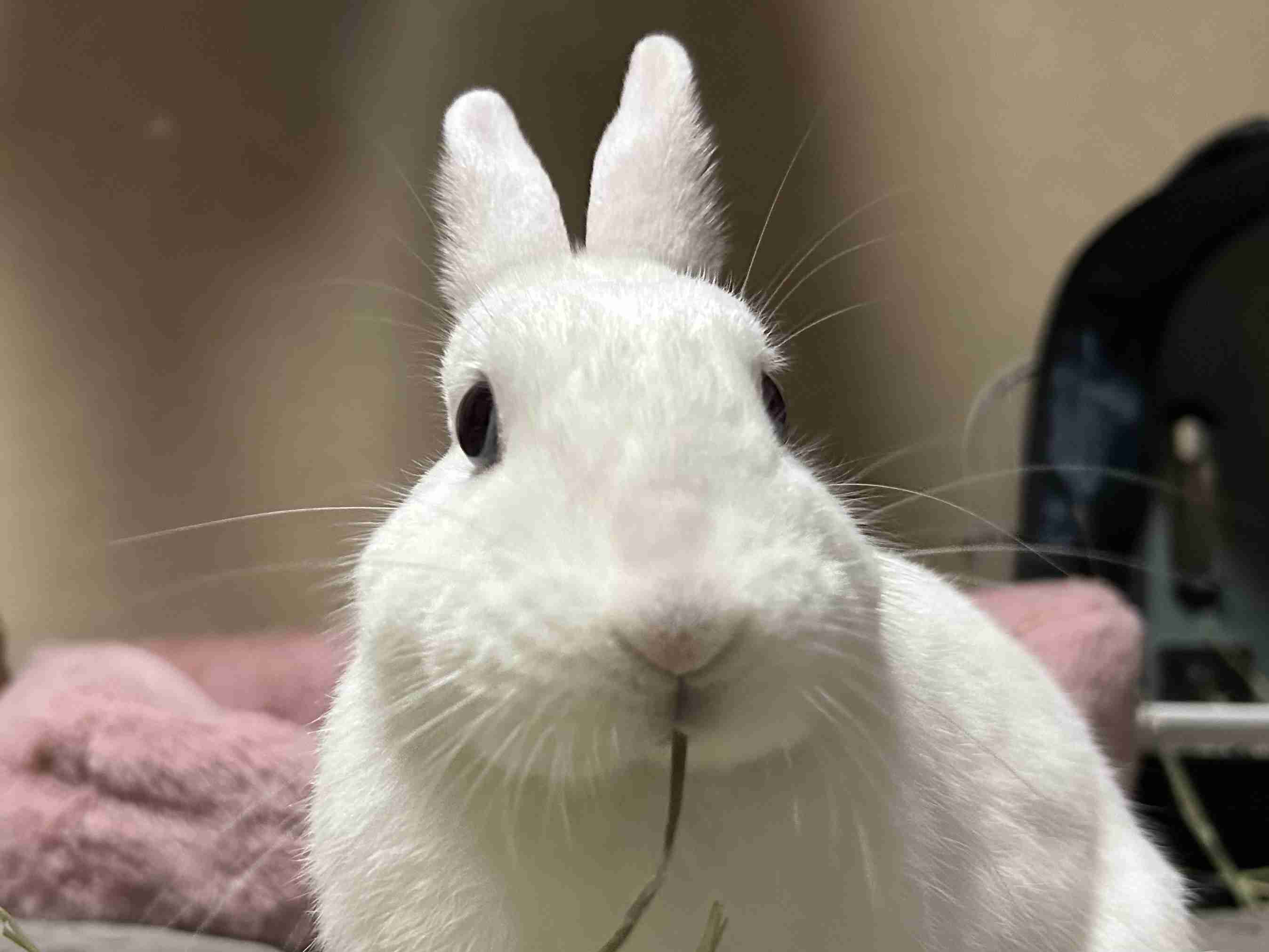 【画像】ペット自慢をして欲しい【画像は虫以外※ごめんなさい】