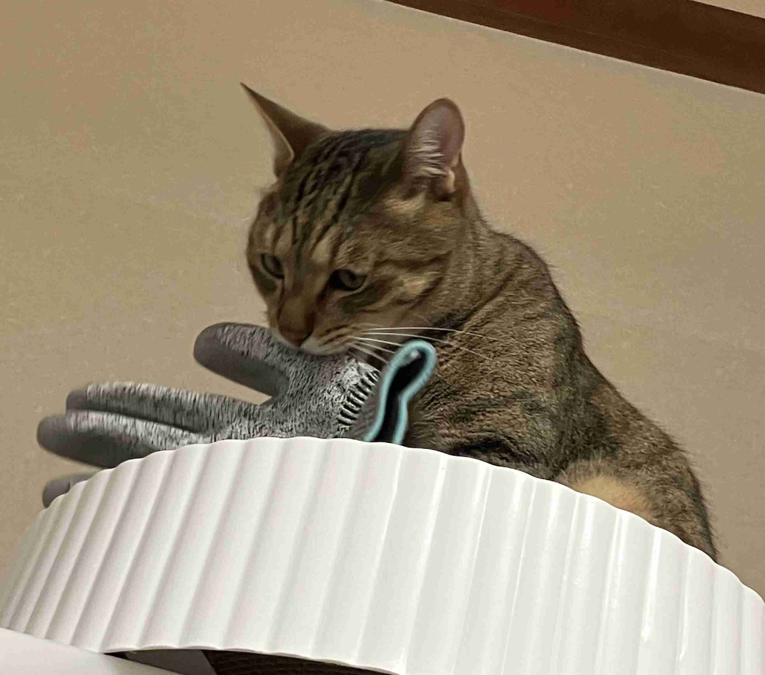 【画像】ペット自慢をして欲しい【画像は虫以外※ごめんなさい】