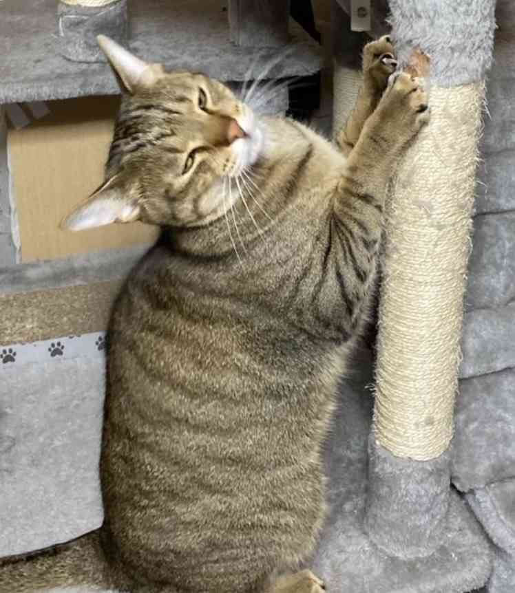 【画像】ペット自慢をして欲しい【画像は虫以外※ごめんなさい】
