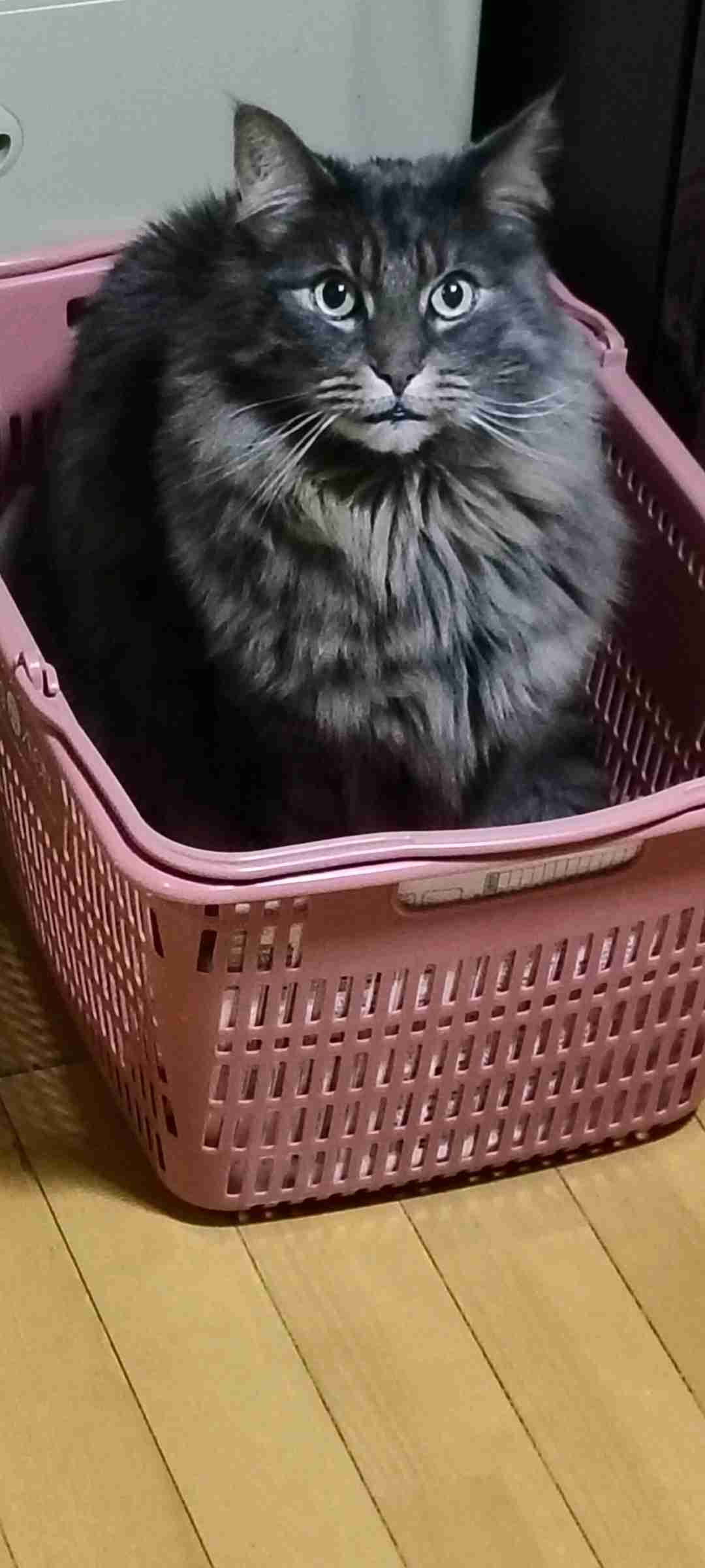 【画像】ペット自慢をして欲しい【画像は虫以外※ごめんなさい】