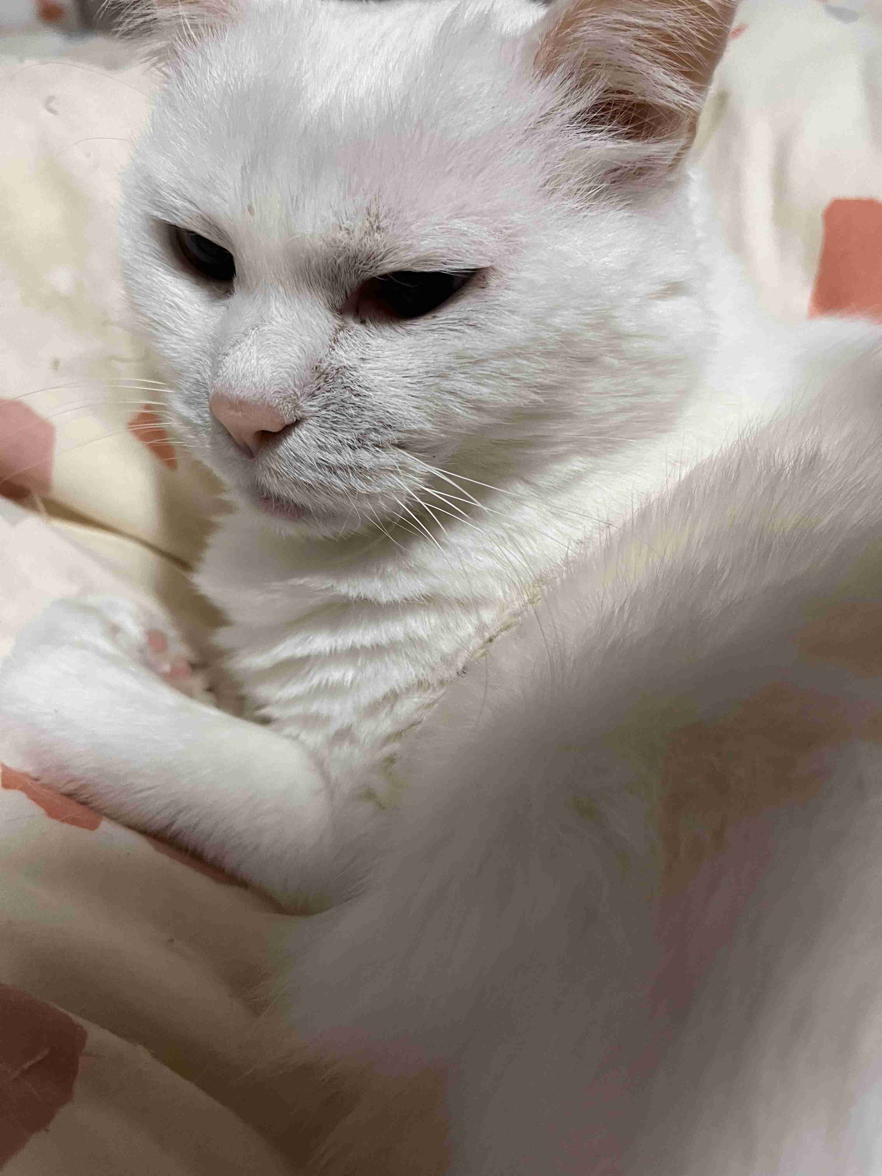 【画像】ペット自慢をして欲しい【画像は虫以外※ごめんなさい】