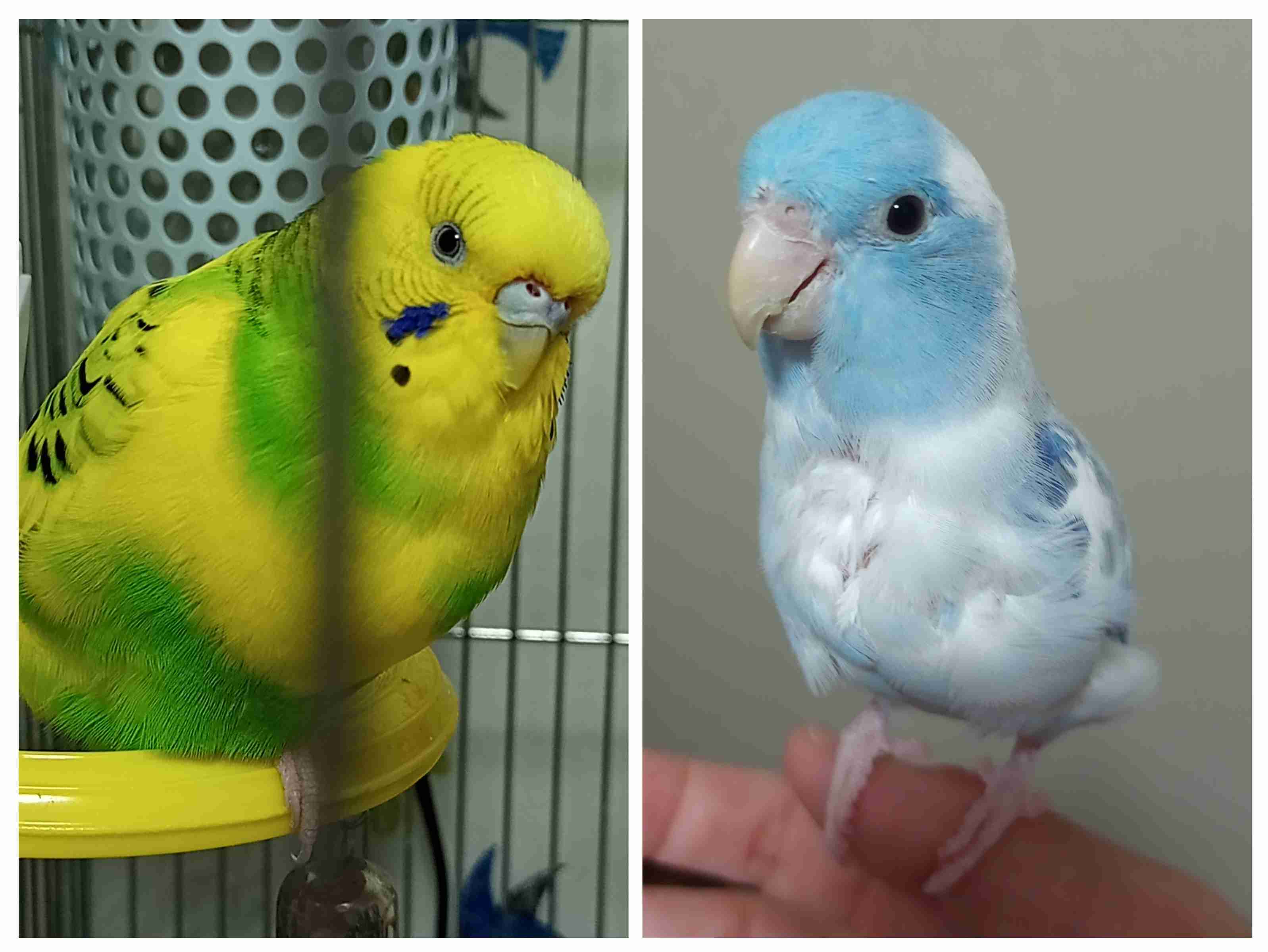 【画像】ペット自慢をして欲しい【画像は虫以外※ごめんなさい】