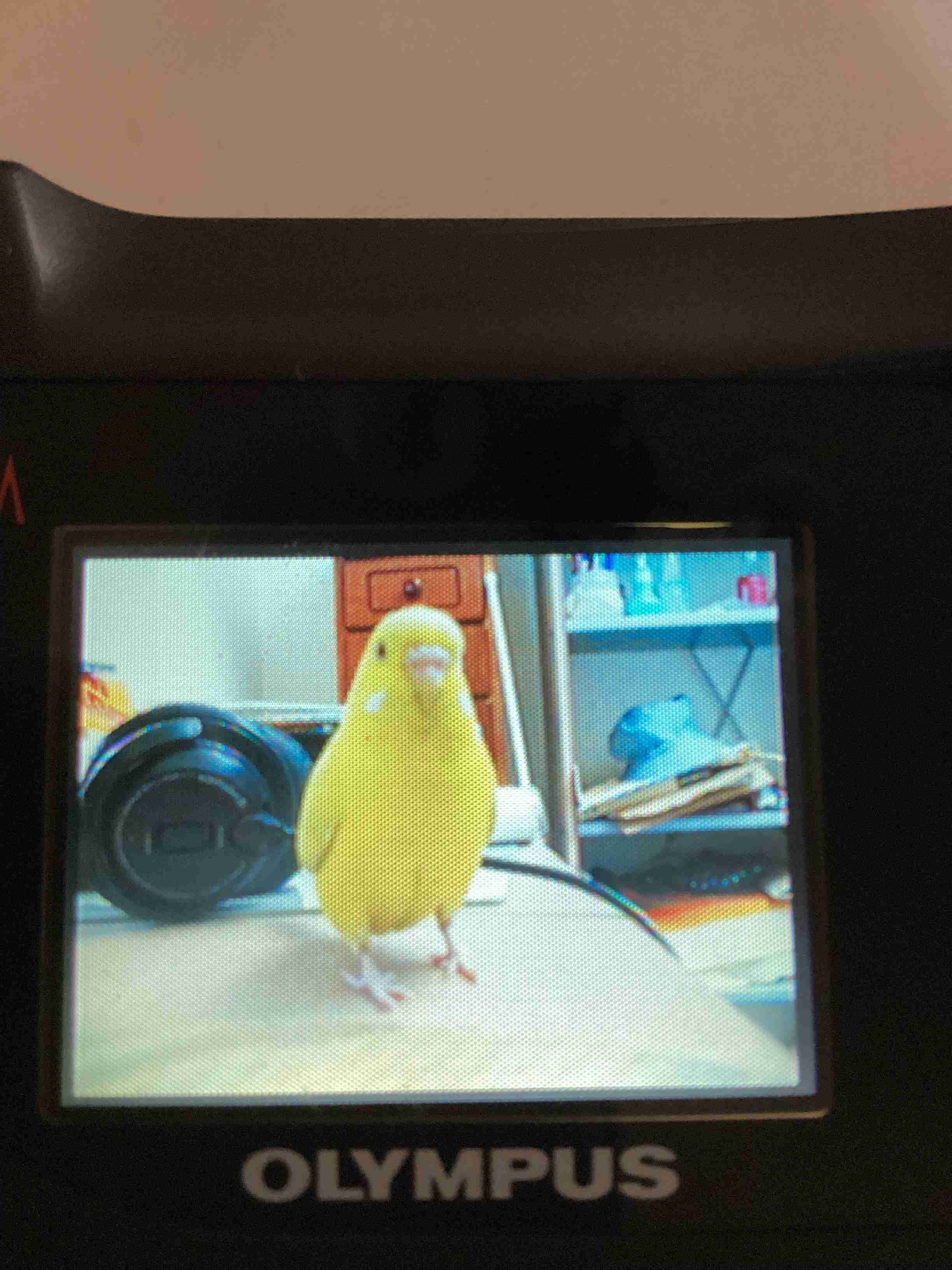 【画像】ペット自慢をして欲しい【画像は虫以外※ごめんなさい】