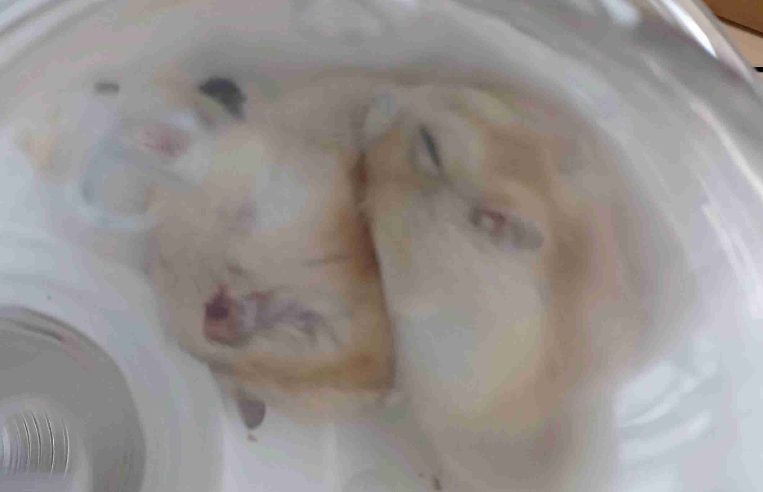 【画像】ペット自慢をして欲しい【画像は虫以外※ごめんなさい】