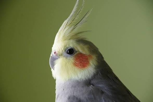 【画像】ペット自慢をして欲しい【画像は虫以外※ごめんなさい】