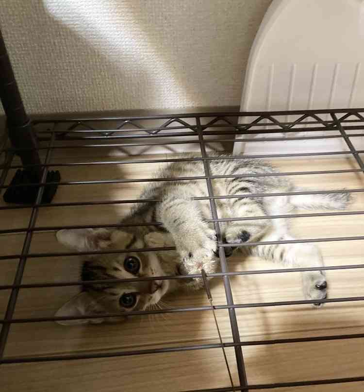 【画像】ペット自慢をして欲しい【画像は虫以外※ごめんなさい】