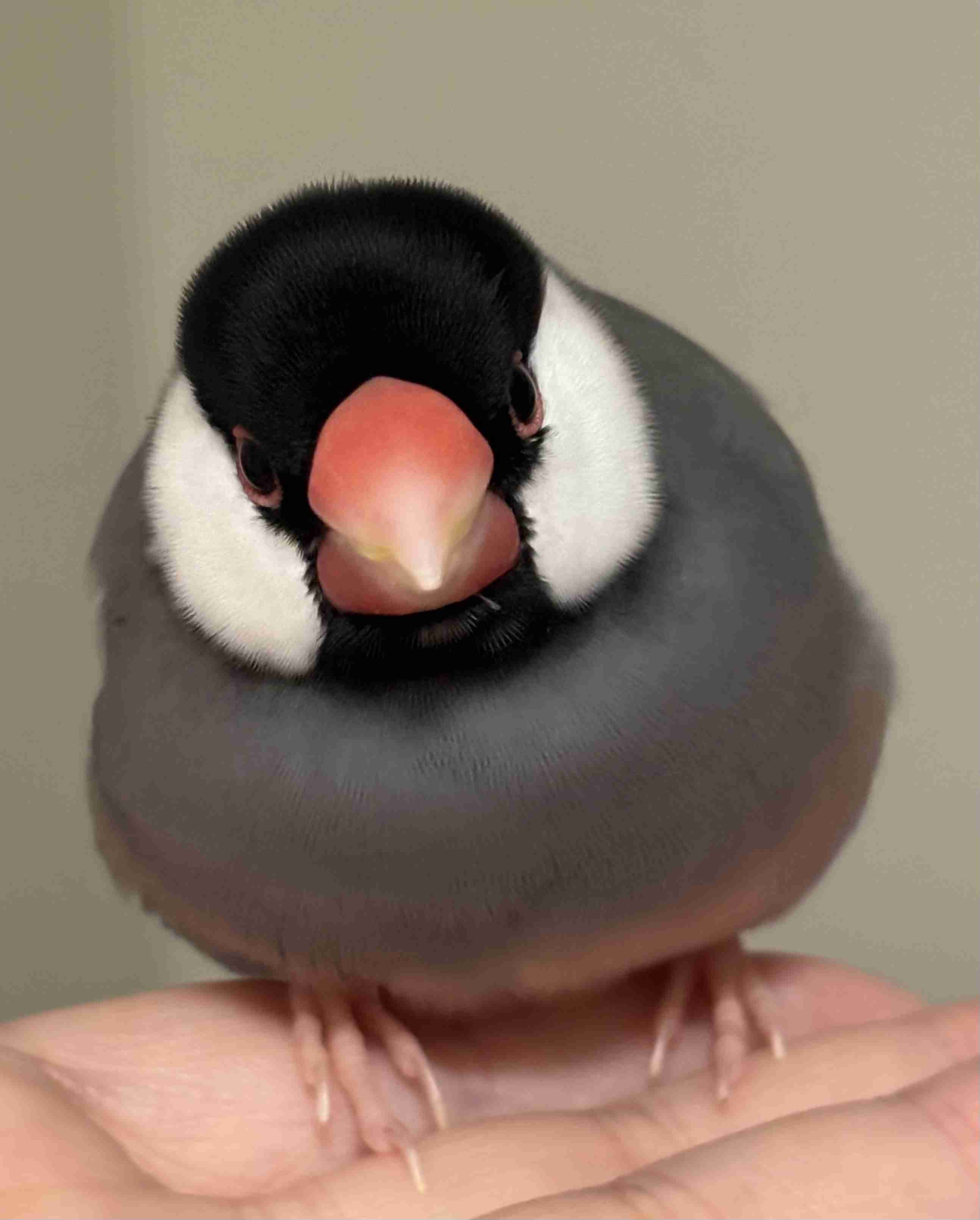【画像】ペット自慢をして欲しい【画像は虫以外※ごめんなさい】