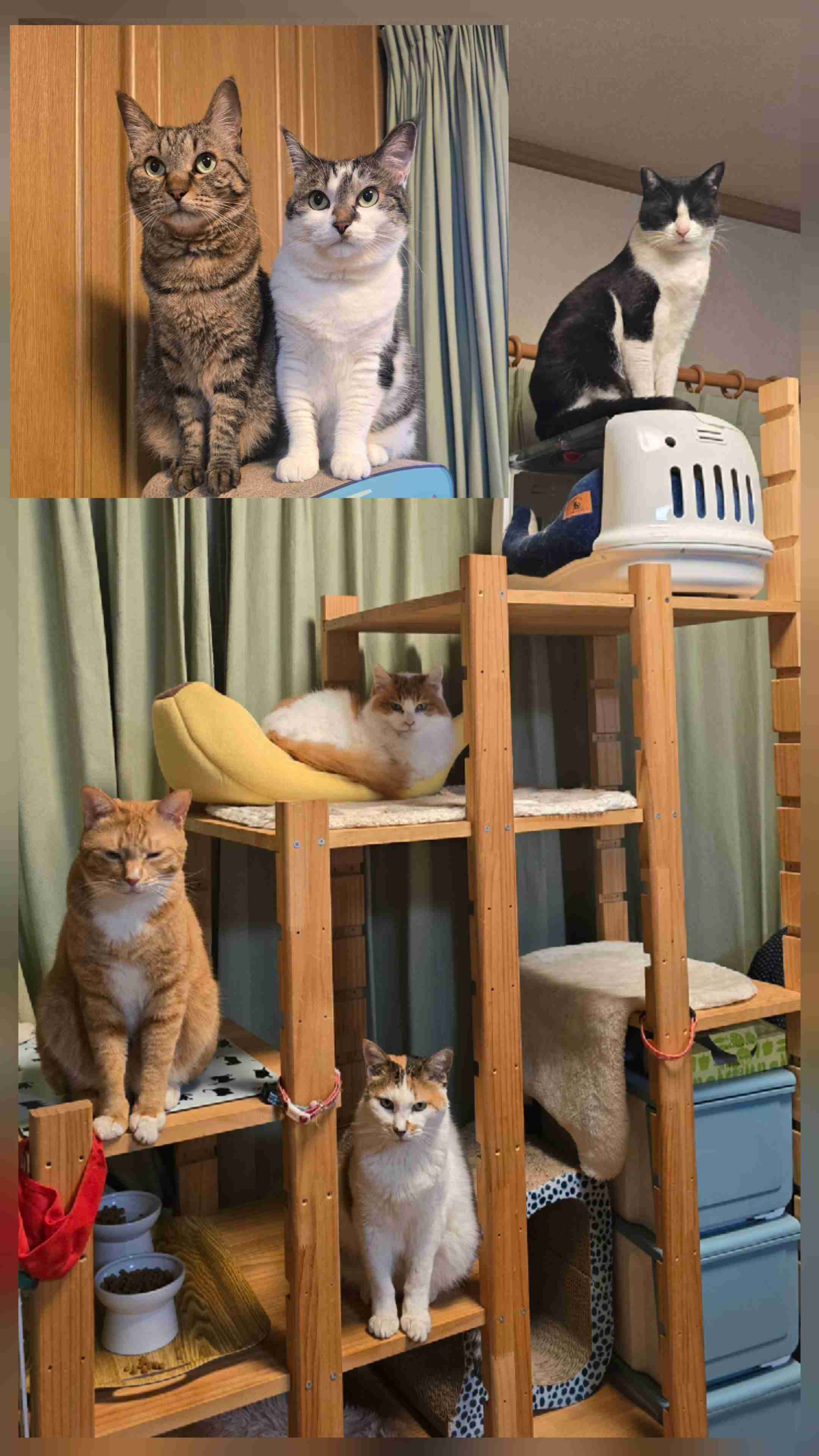 【画像】ペット自慢をして欲しい【画像は虫以外※ごめんなさい】
