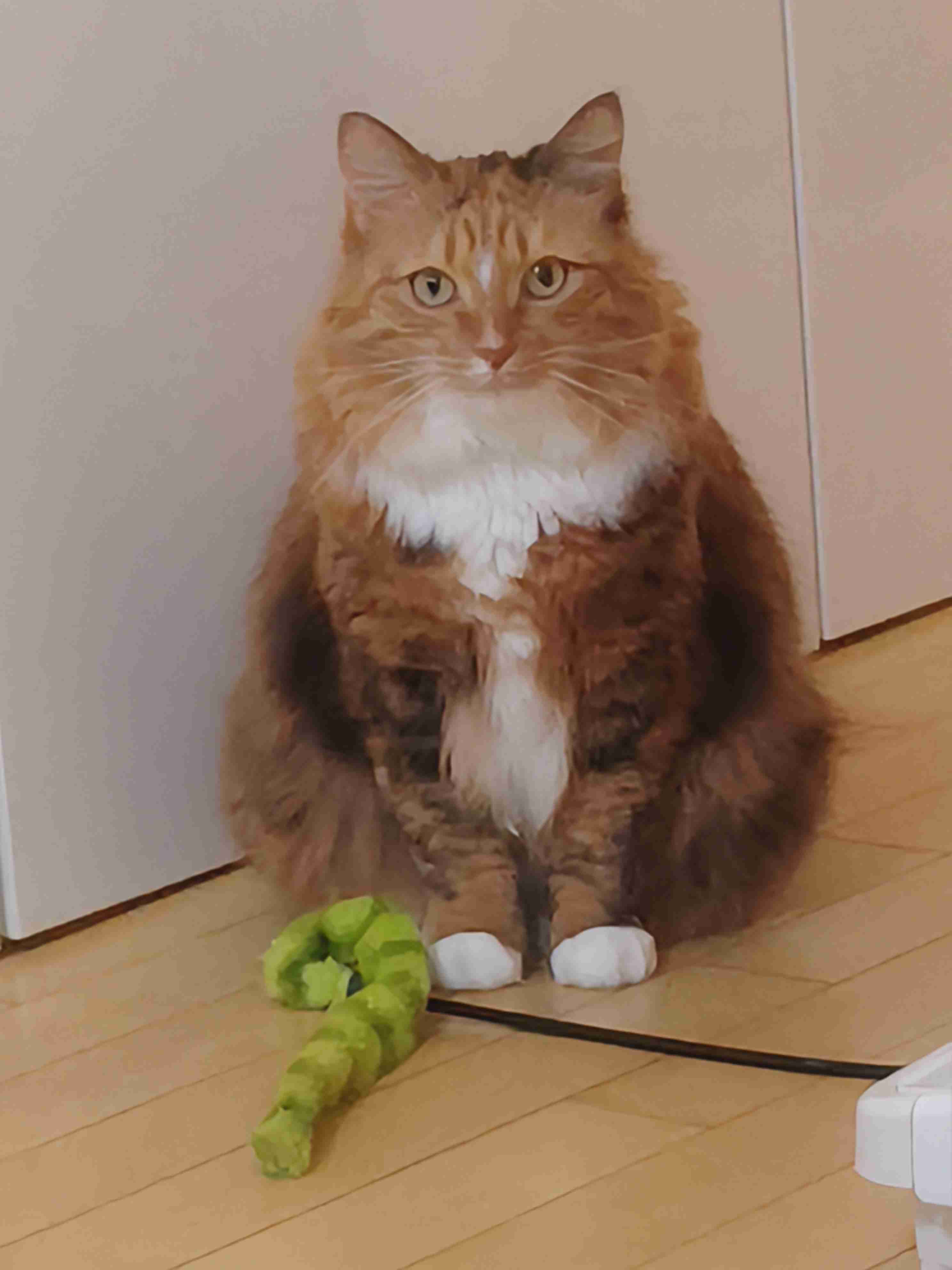 【画像】ペット自慢をして欲しい【画像は虫以外※ごめんなさい】