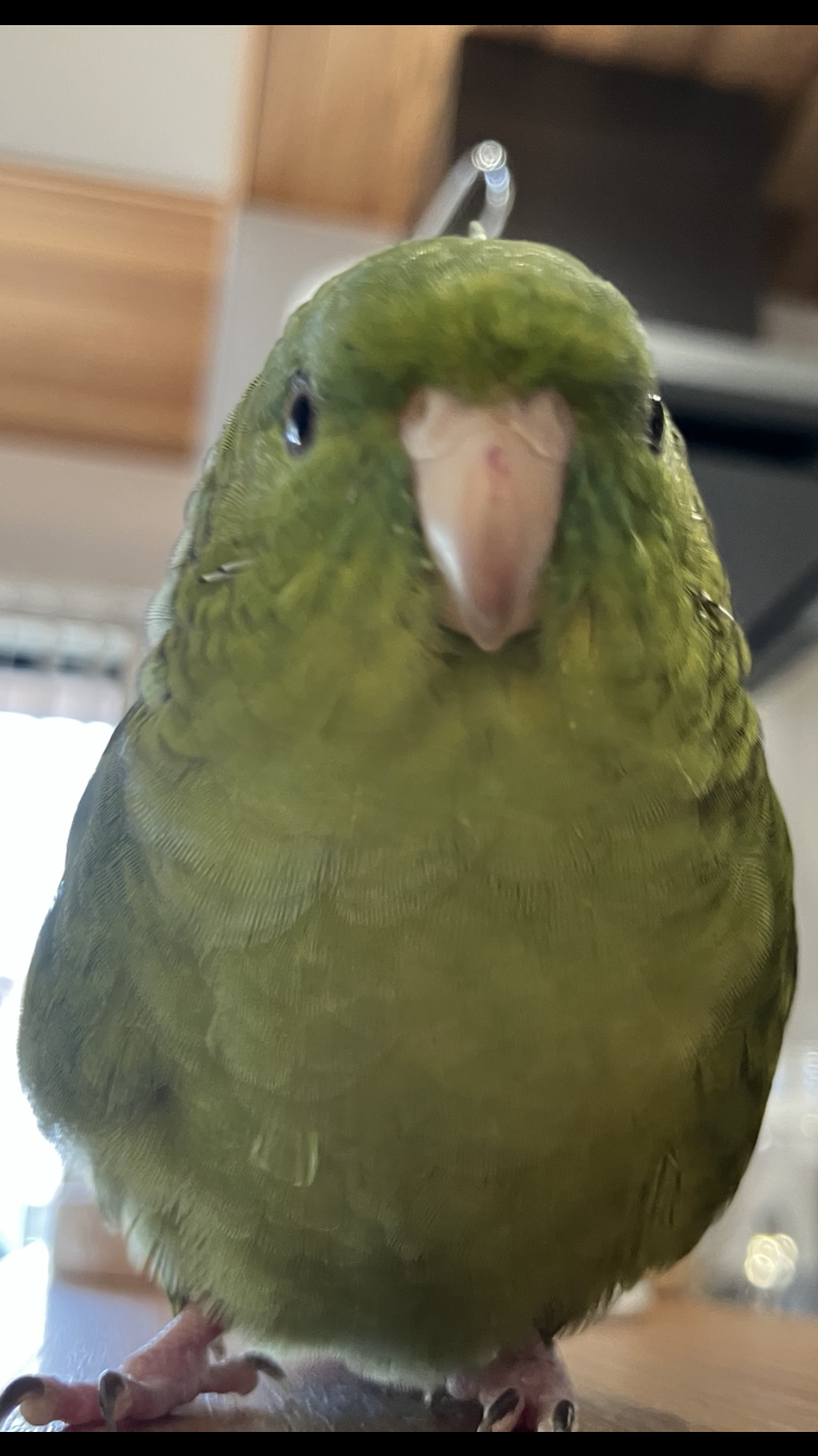 【画像】ペット自慢をして欲しい【画像は虫以外※ごめんなさい】