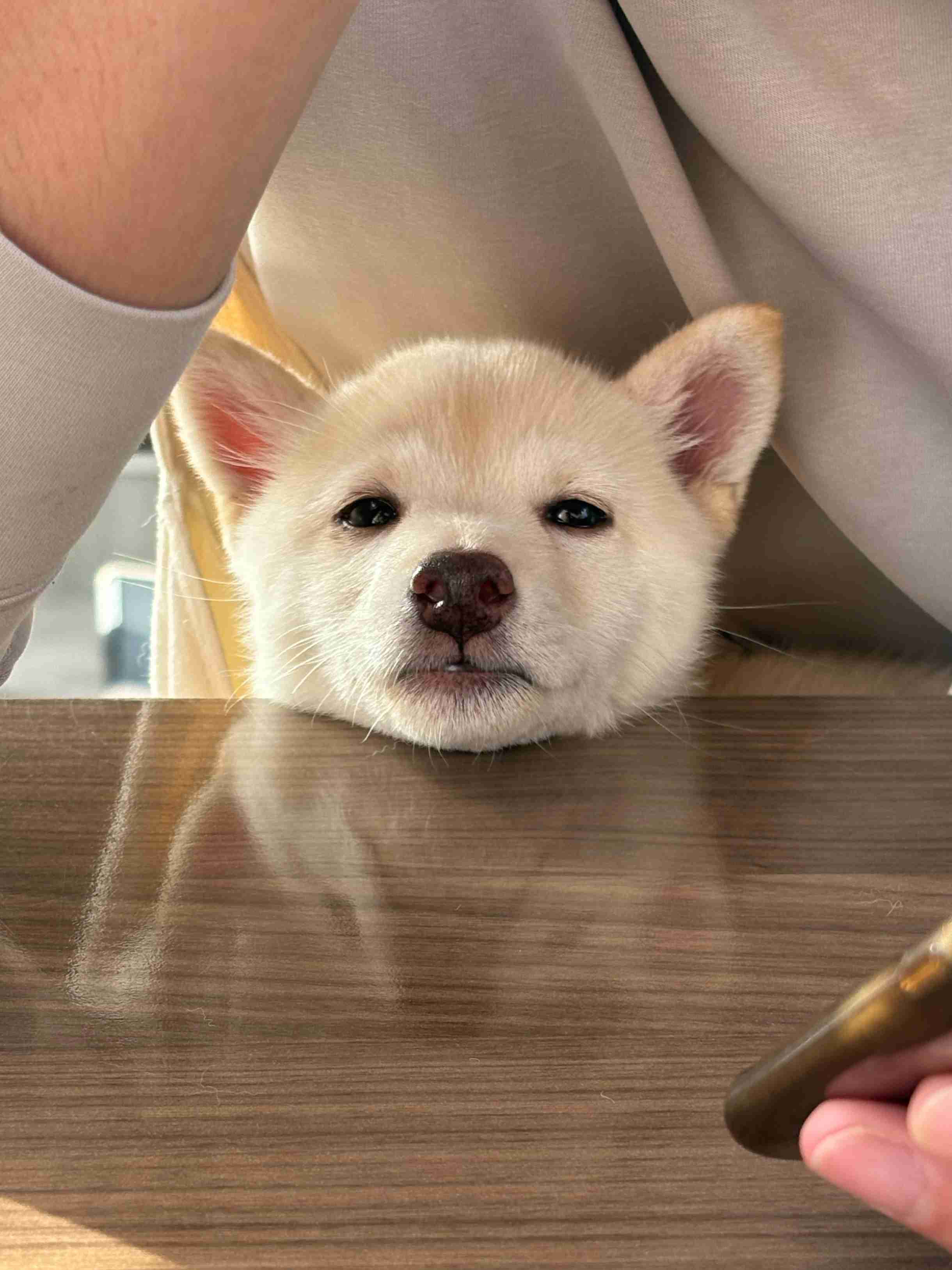 【画像】ペット自慢をして欲しい【画像は虫以外※ごめんなさい】