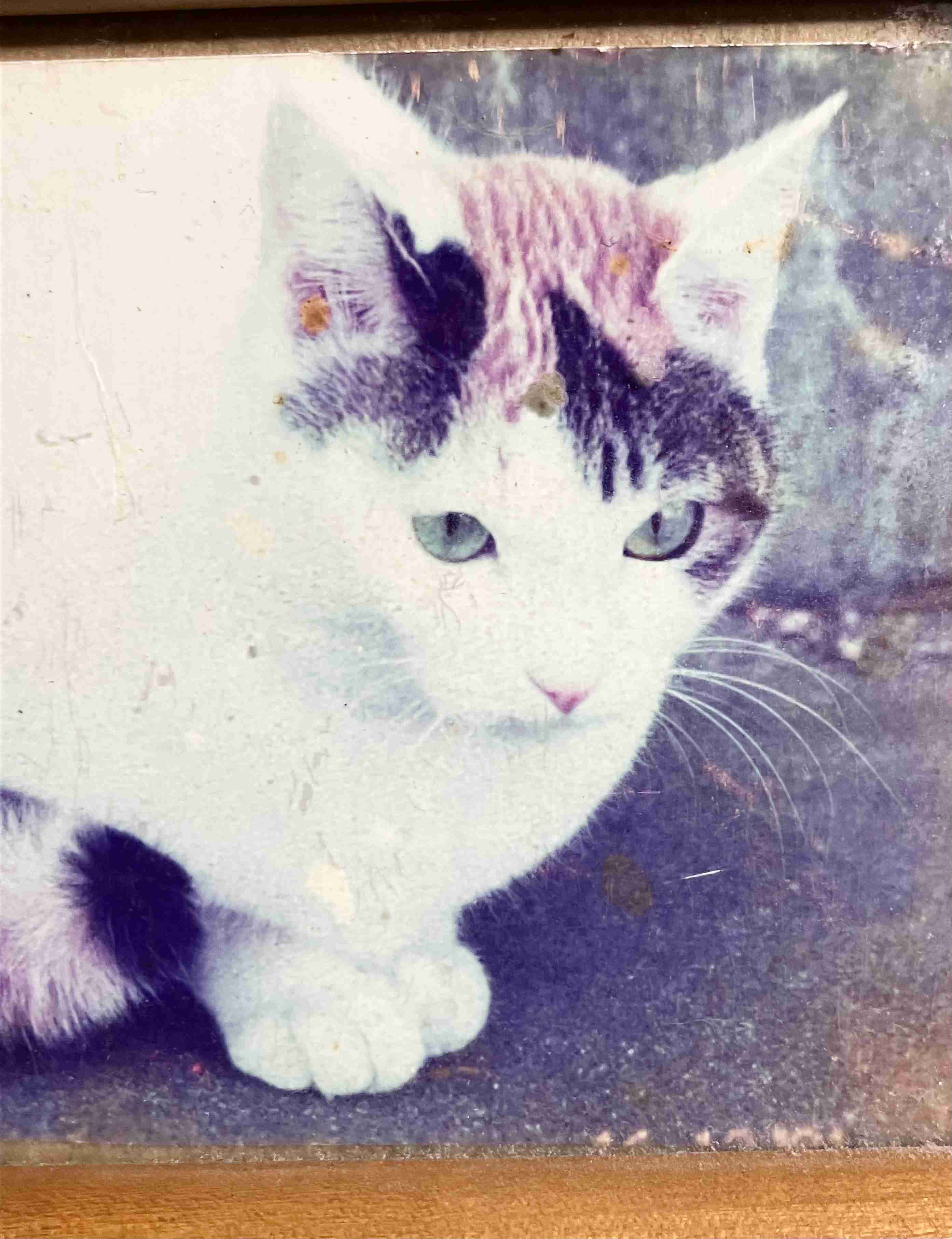 【画像】ペット自慢をして欲しい【画像は虫以外※ごめんなさい】