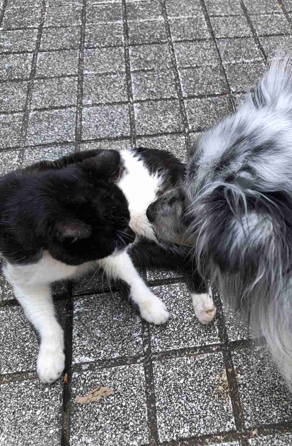 【画像】ペット自慢をして欲しい【画像は虫以外※ごめんなさい】