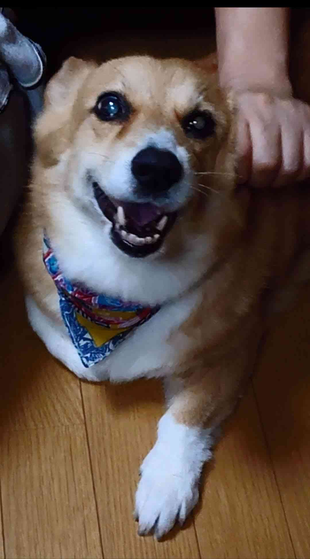 【画像】ペット自慢をして欲しい【画像は虫以外※ごめんなさい】