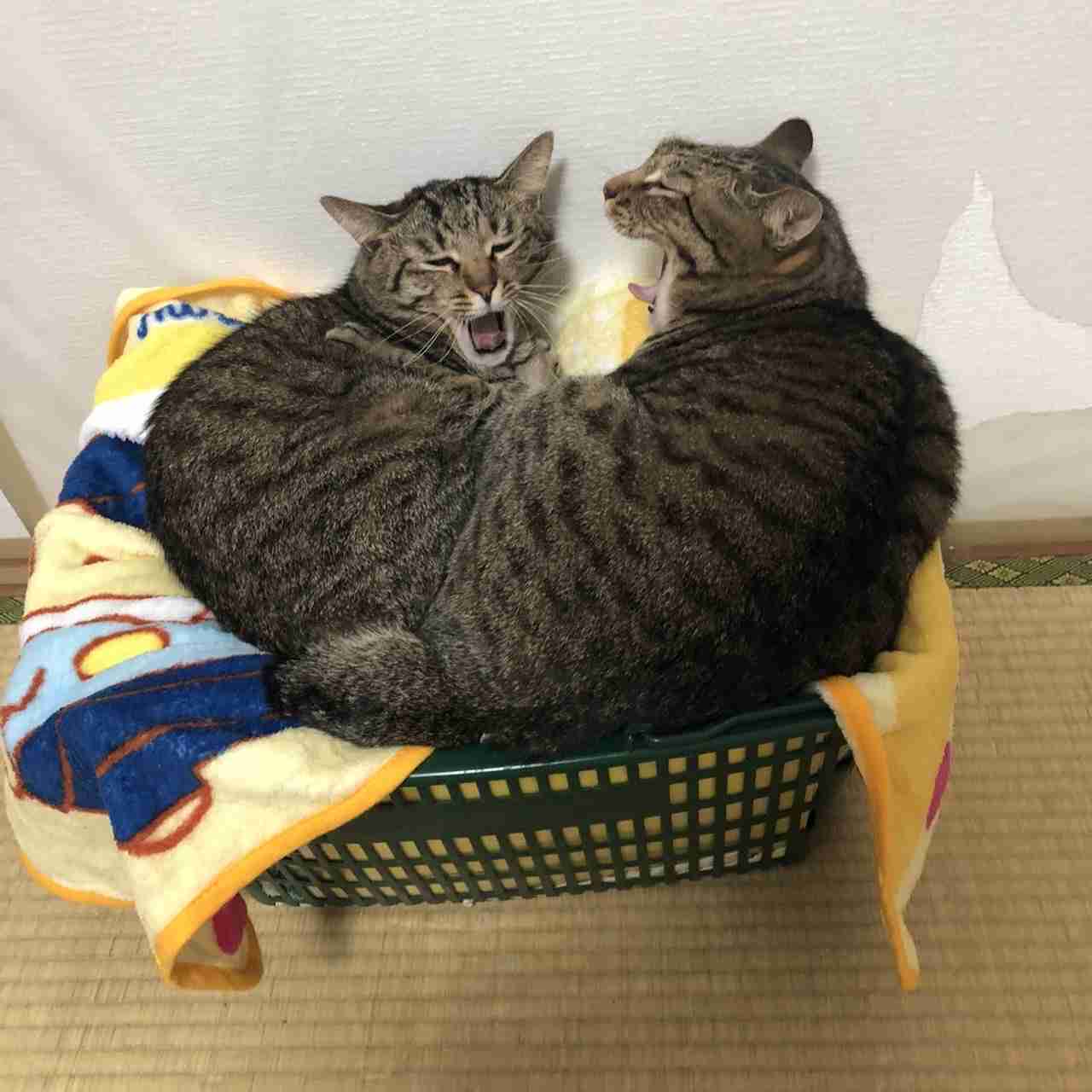 【画像】ペット自慢をして欲しい【画像は虫以外※ごめんなさい】