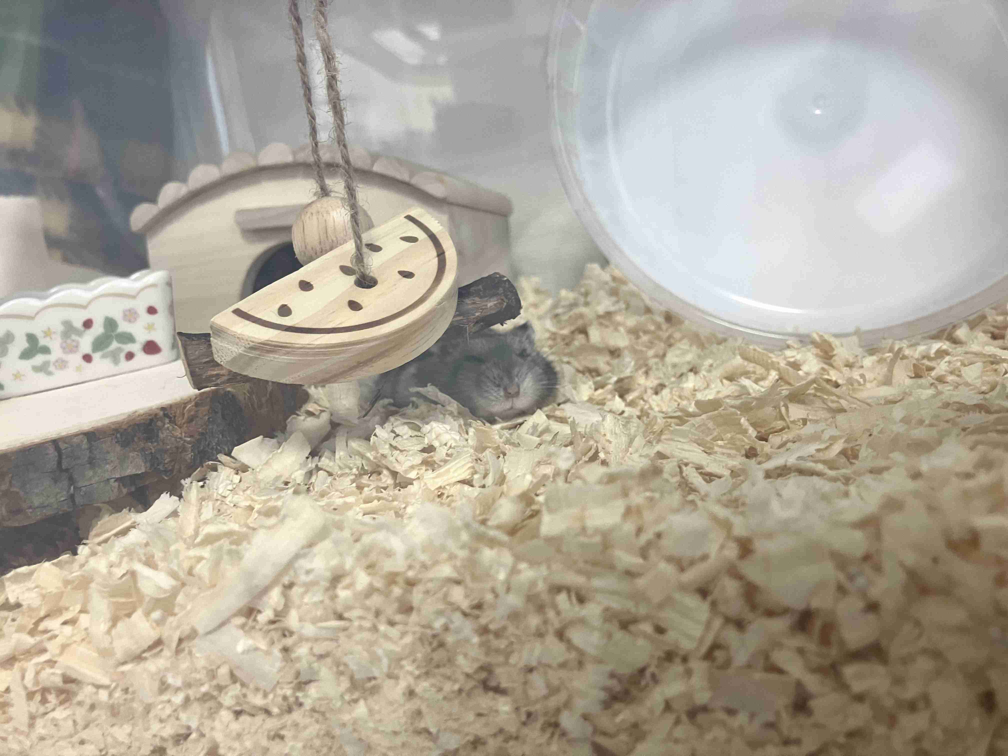 【画像】ペット自慢をして欲しい【画像は虫以外※ごめんなさい】