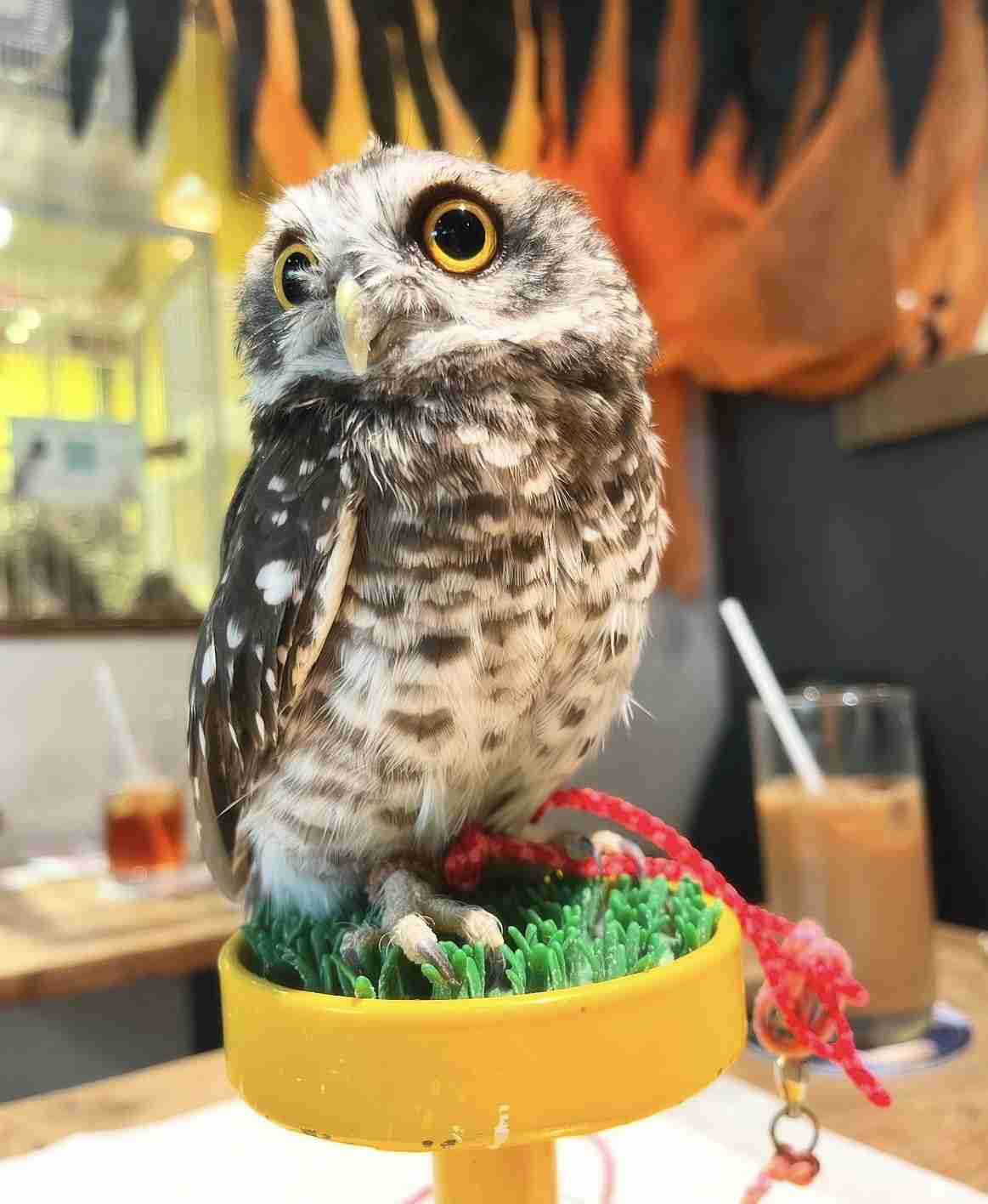 【画像】ペット自慢をして欲しい【画像は虫以外※ごめんなさい】