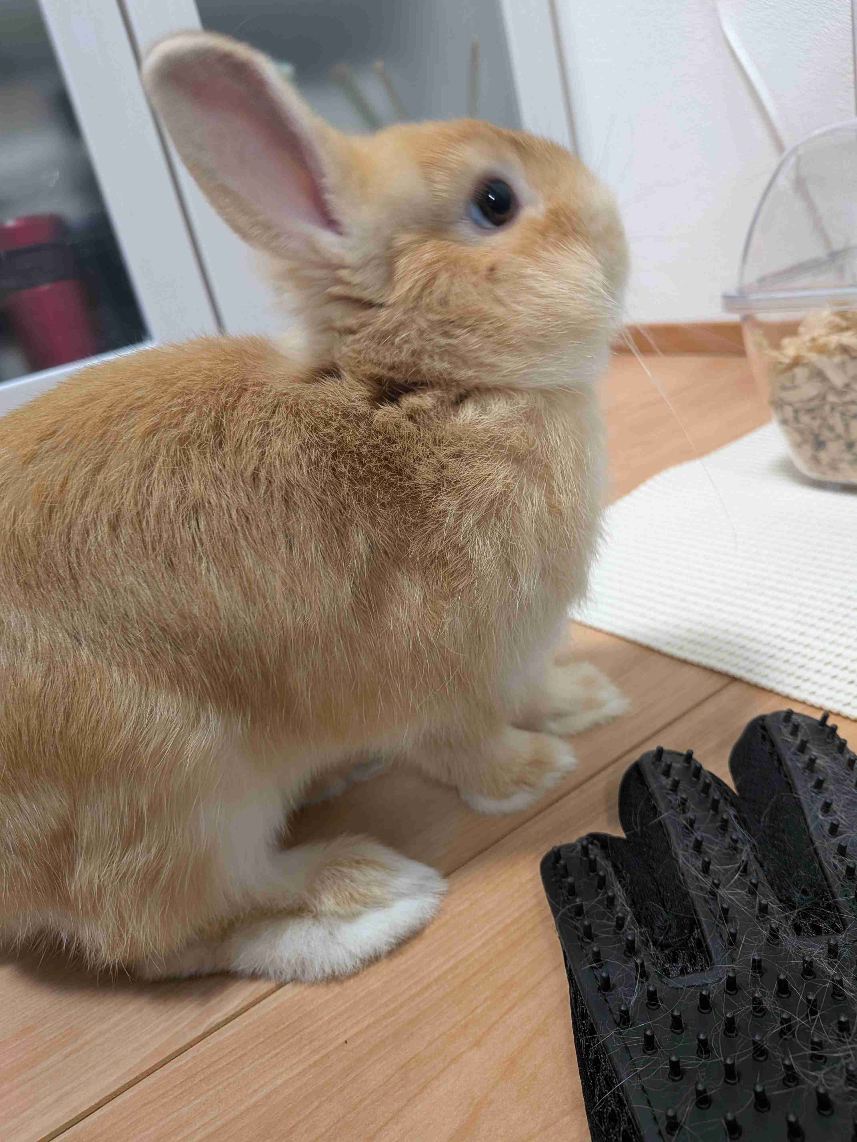 【画像】ペット自慢をして欲しい【画像は虫以外※ごめんなさい】
