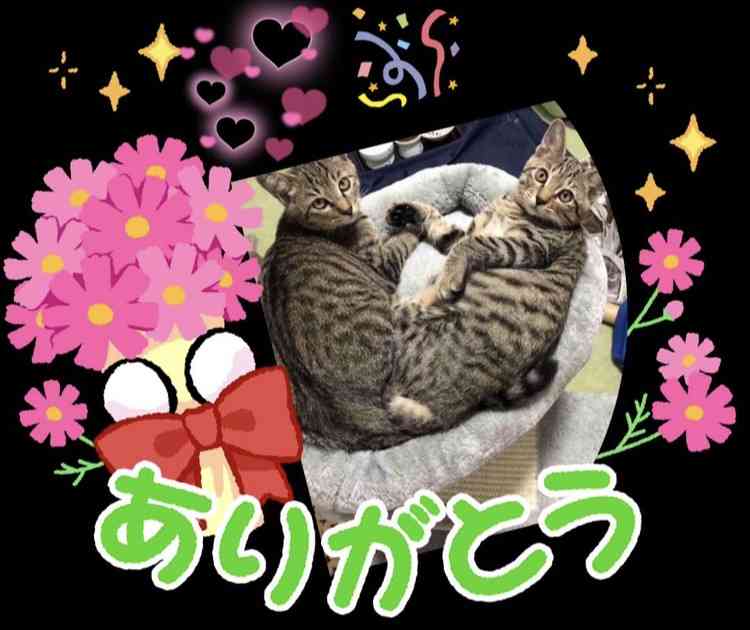 【画像】ペット自慢をして欲しい【画像は虫以外※ごめんなさい】