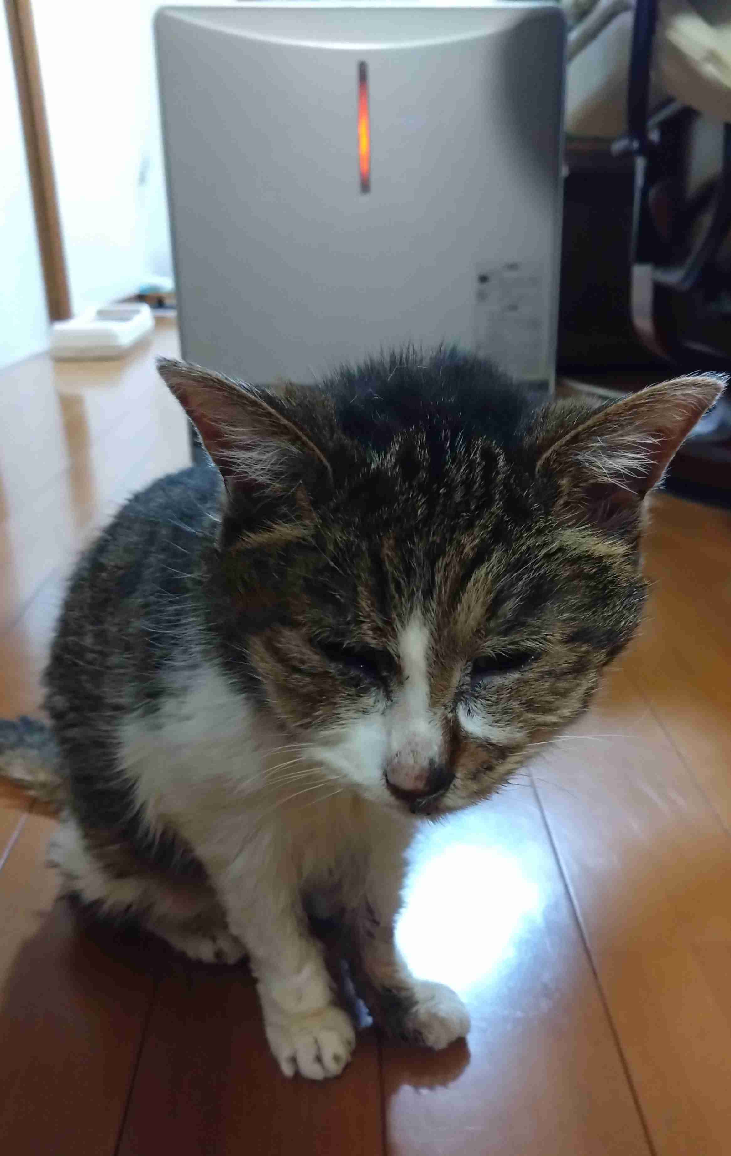 【画像】ペット自慢をして欲しい【画像は虫以外※ごめんなさい】