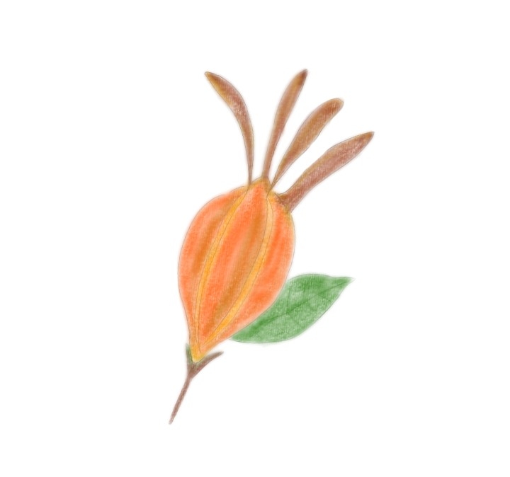 【お絵描き】絵しりとりしよう！【定期】