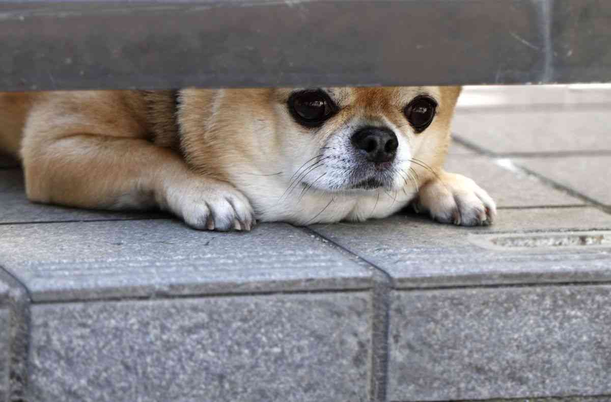 ひそかに見守っていること