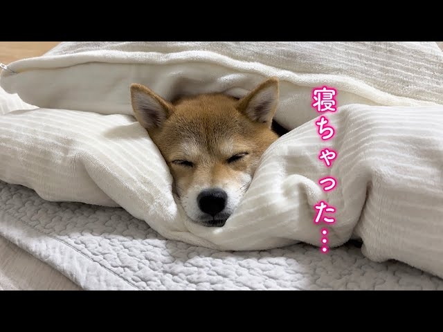 寝てばかりの彼氏