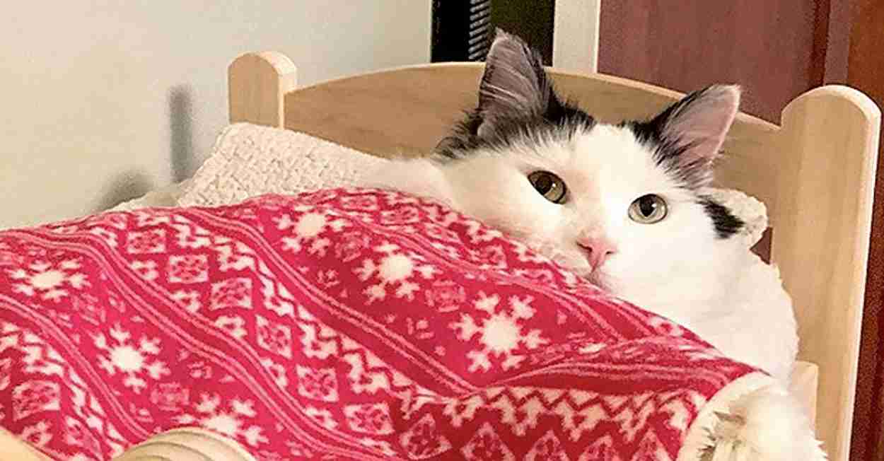 なぜ突然、攻撃的に？ 猫が“八つ当たり”のような行動をする理由と対処法｜獣医師解説