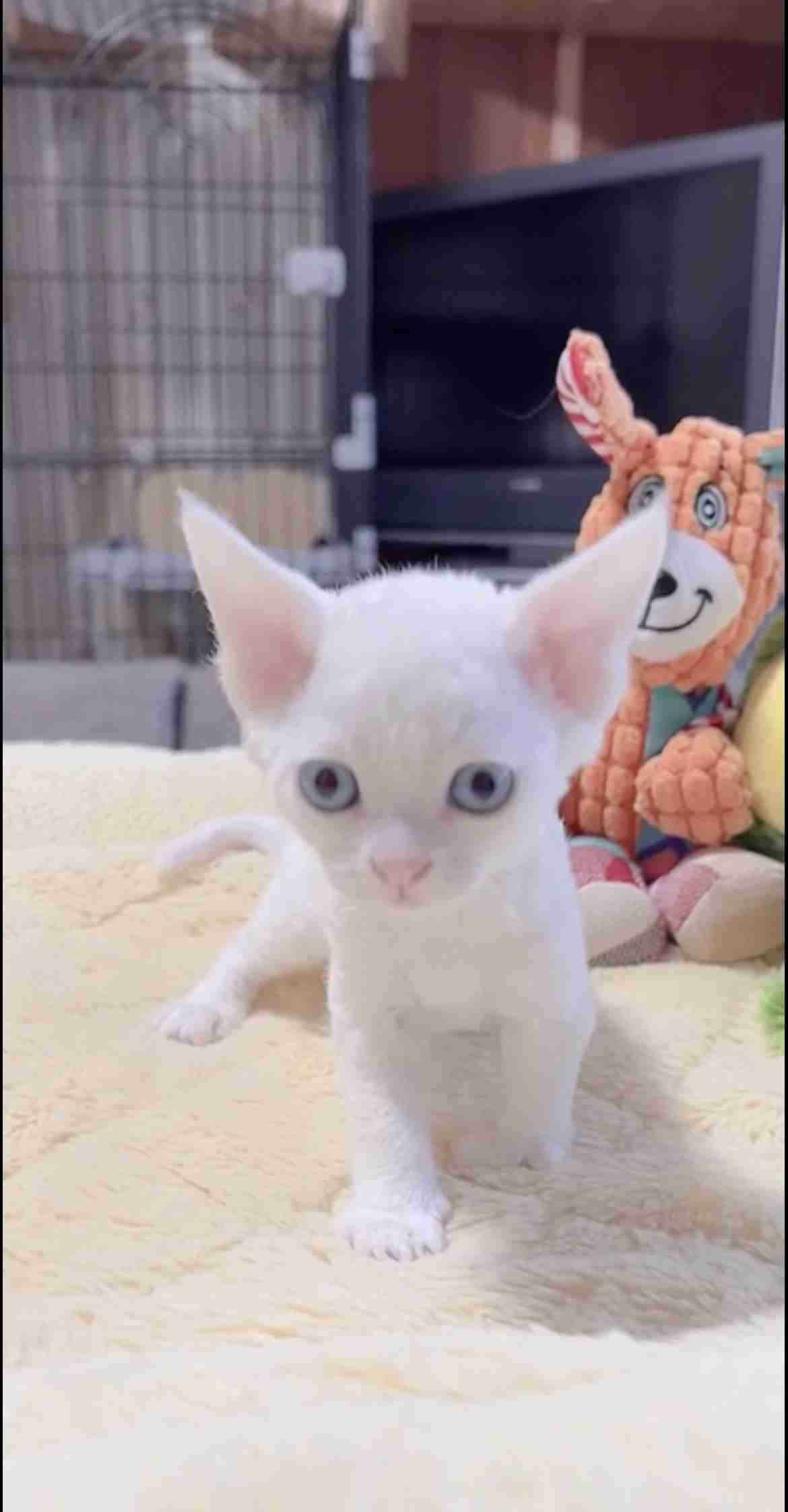 猫エッセイを語りたい