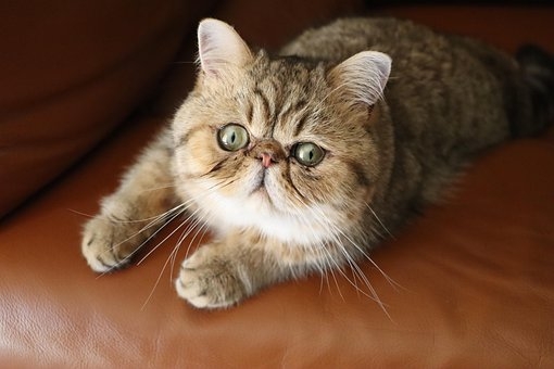 縄張り争いに敗れ行き場を失った“元ボス猫”…流れ着いた旅館で看板猫に転身！第二の猫生をつかんだ「おやかた」の物語