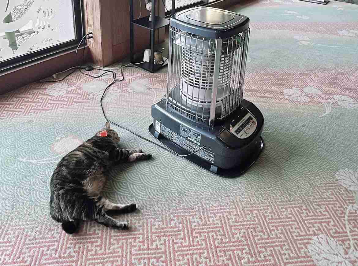 縄張り争いに敗れ行き場を失った“元ボス猫”…流れ着いた旅館で看板猫に転身！第二の猫生をつかんだ「おやかた」の物語