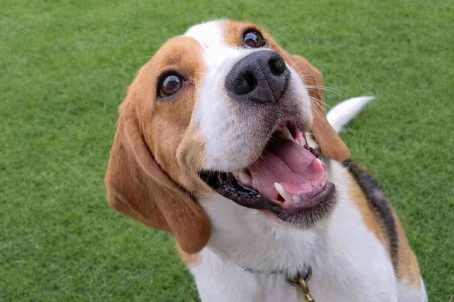笑ってる犬の画像を見て幸せを感じようよ🐕️