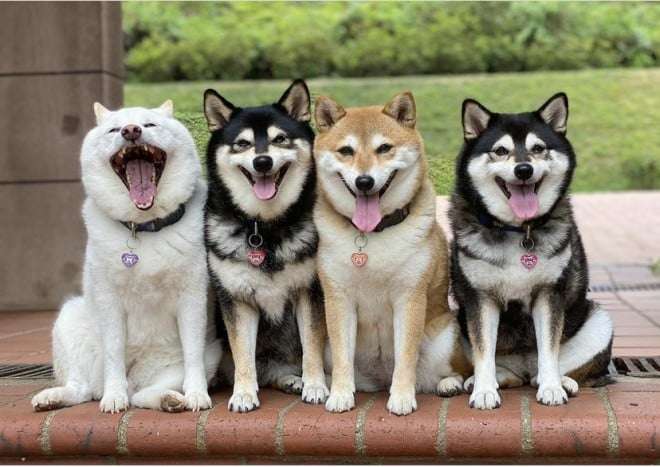 笑ってる犬の画像を見て幸せを感じようよ🐕️