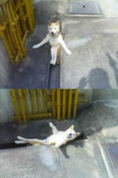 笑ってる犬の画像を見て幸せを感じようよ🐕️