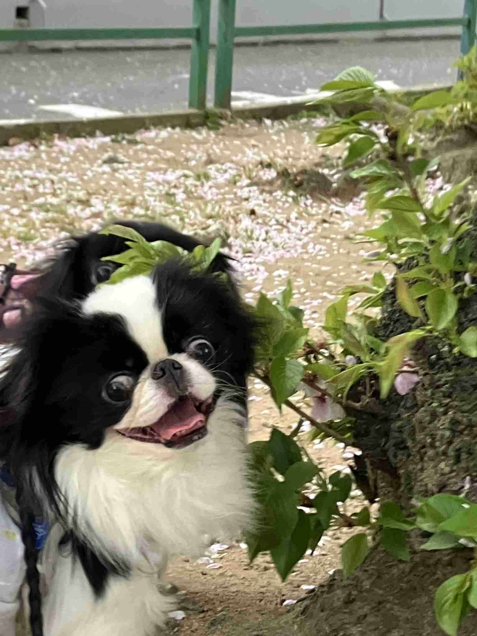 笑ってる犬の画像を見て幸せを感じようよ🐕️