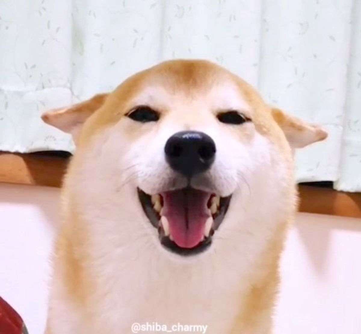 笑ってる犬の画像を見て幸せを感じようよ🐕️