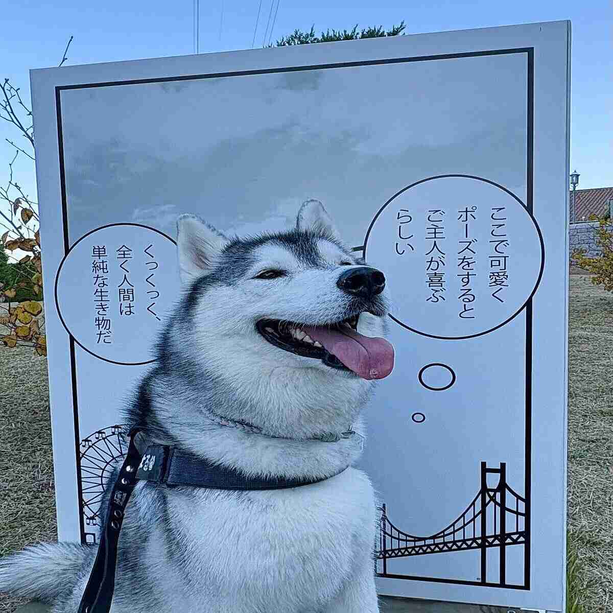 笑ってる犬の画像を見て幸せを感じようよ🐕️