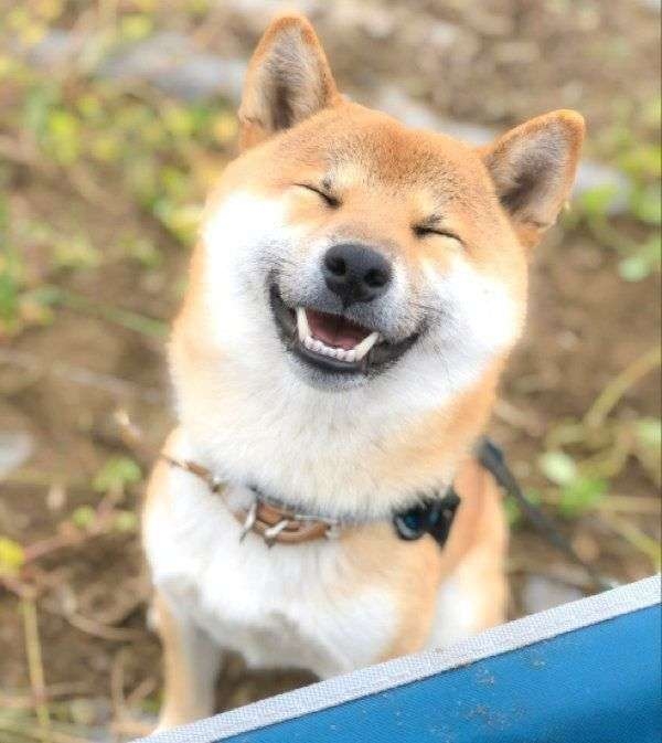 笑ってる犬の画像を見て幸せを感じようよ🐕️