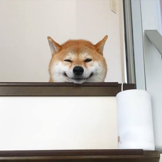 笑ってる犬の画像を見て幸せを感じようよ🐕️