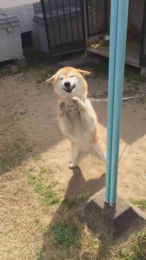 笑ってる犬の画像を見て幸せを感じようよ🐕️
