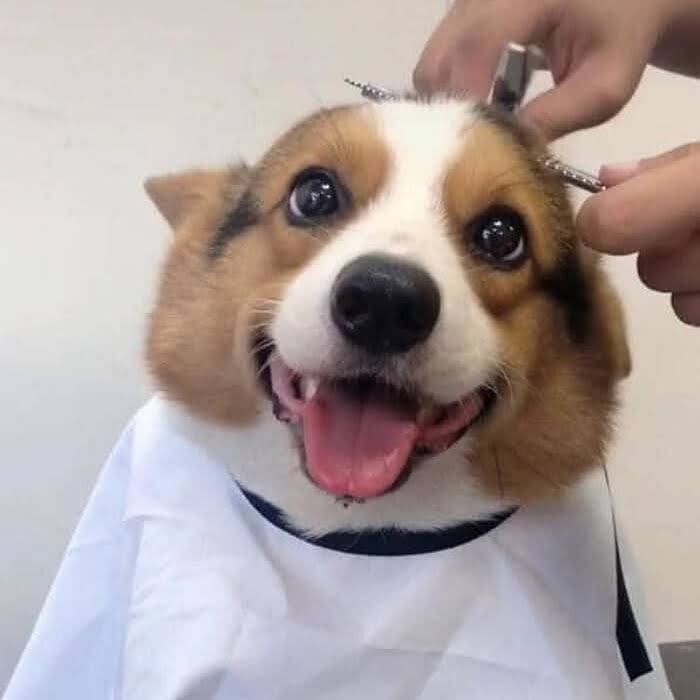 笑ってる犬の画像を見て幸せを感じようよ🐕️