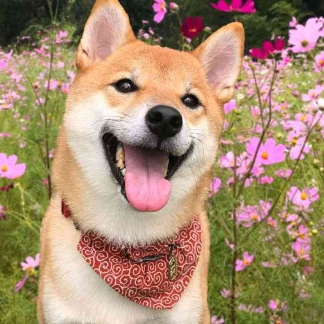 笑ってる犬の画像を見て幸せを感じようよ🐕️