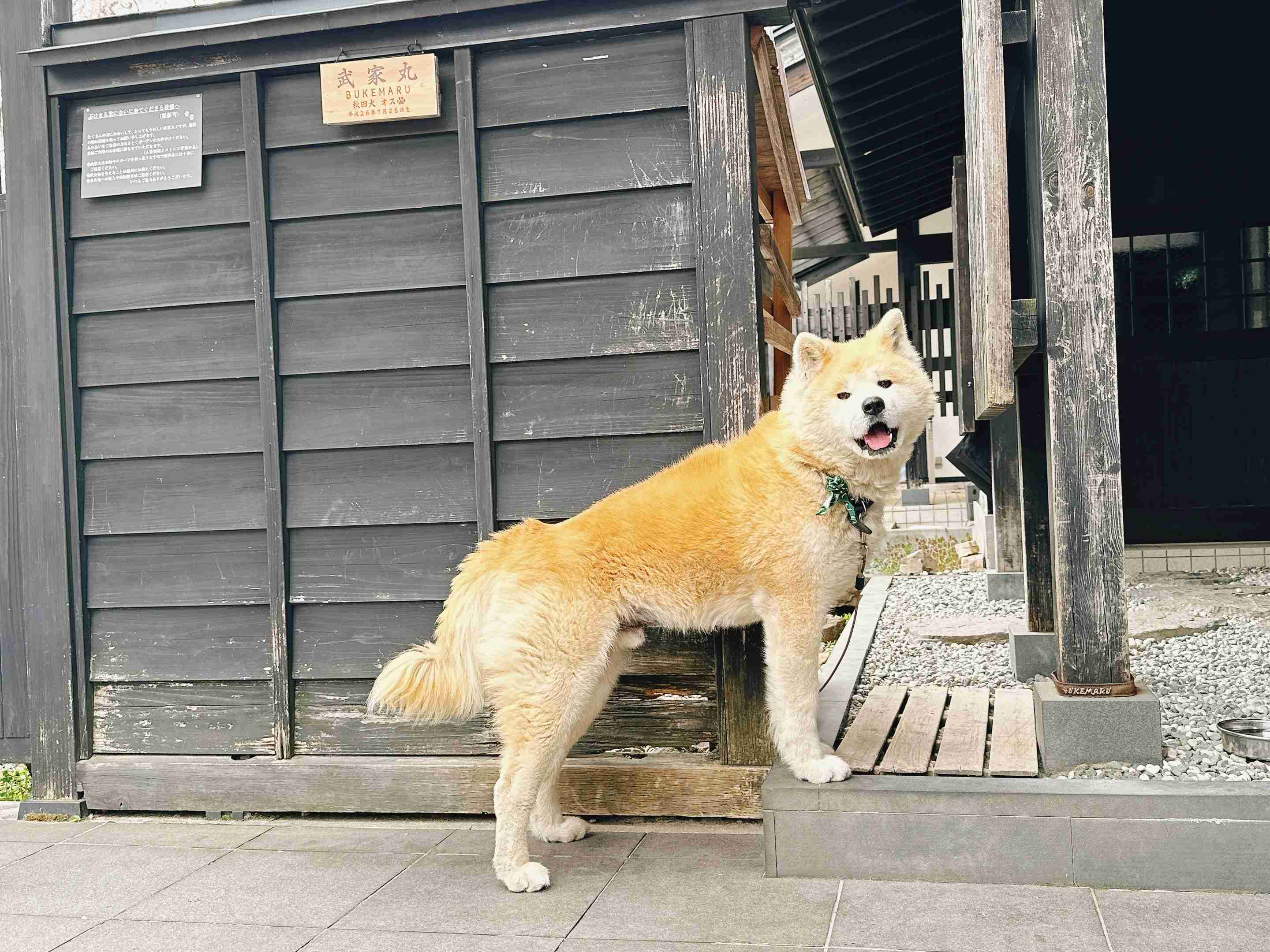 笑ってる犬の画像を見て幸せを感じようよ🐕️