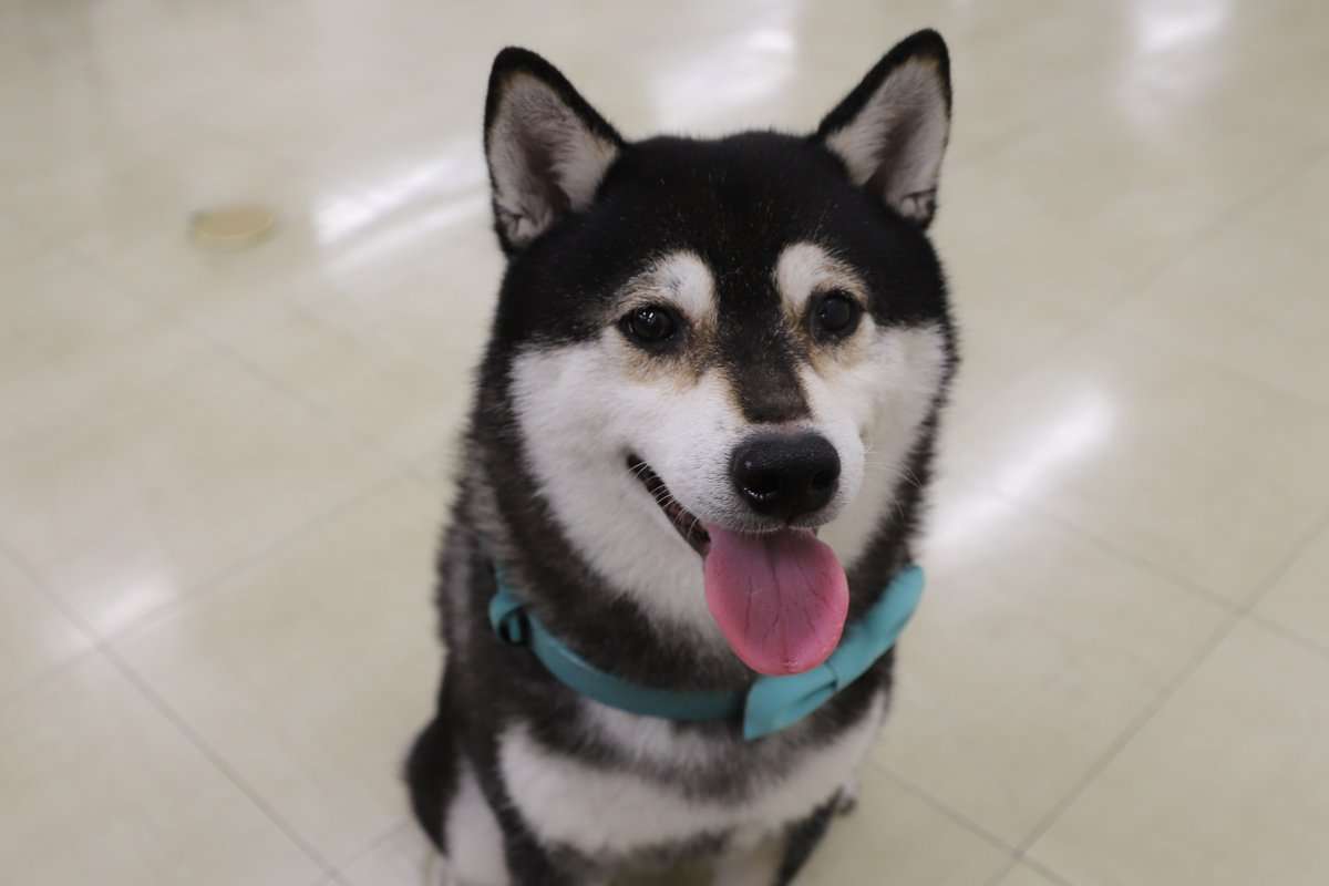 笑ってる犬の画像を見て幸せを感じようよ🐕️