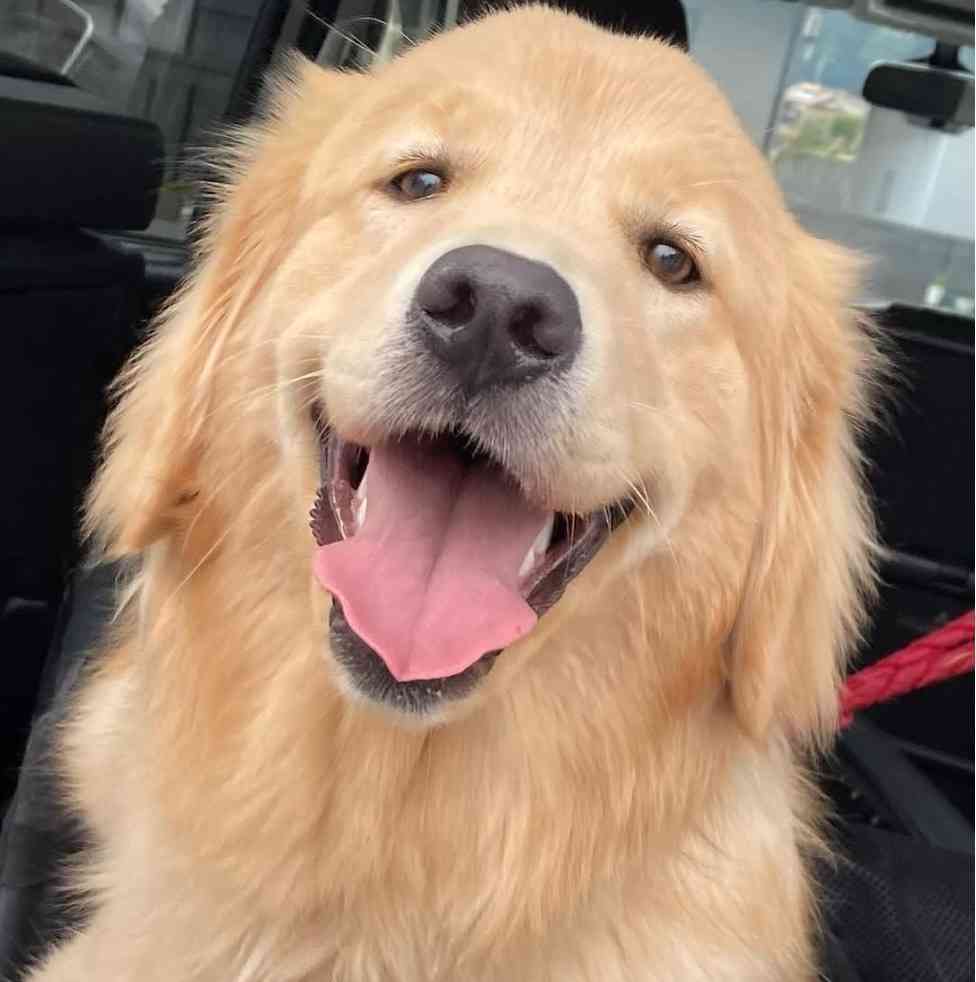 笑ってる犬の画像を見て幸せを感じようよ🐕️