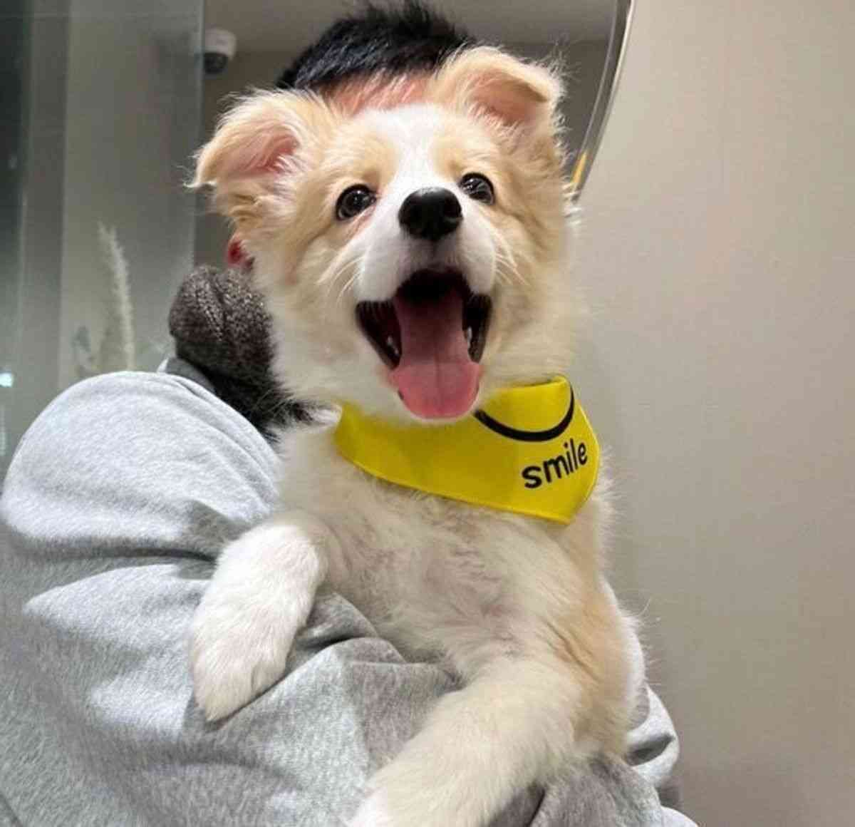 笑ってる犬の画像を見て幸せを感じようよ🐕️