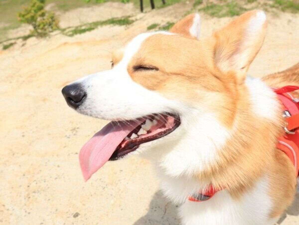 笑ってる犬の画像を見て幸せを感じようよ🐕️