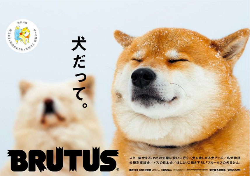 笑ってる犬の画像を見て幸せを感じようよ🐕️
