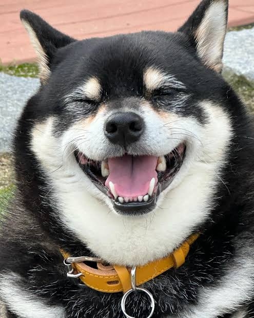 笑ってる犬の画像を見て幸せを感じようよ🐕️